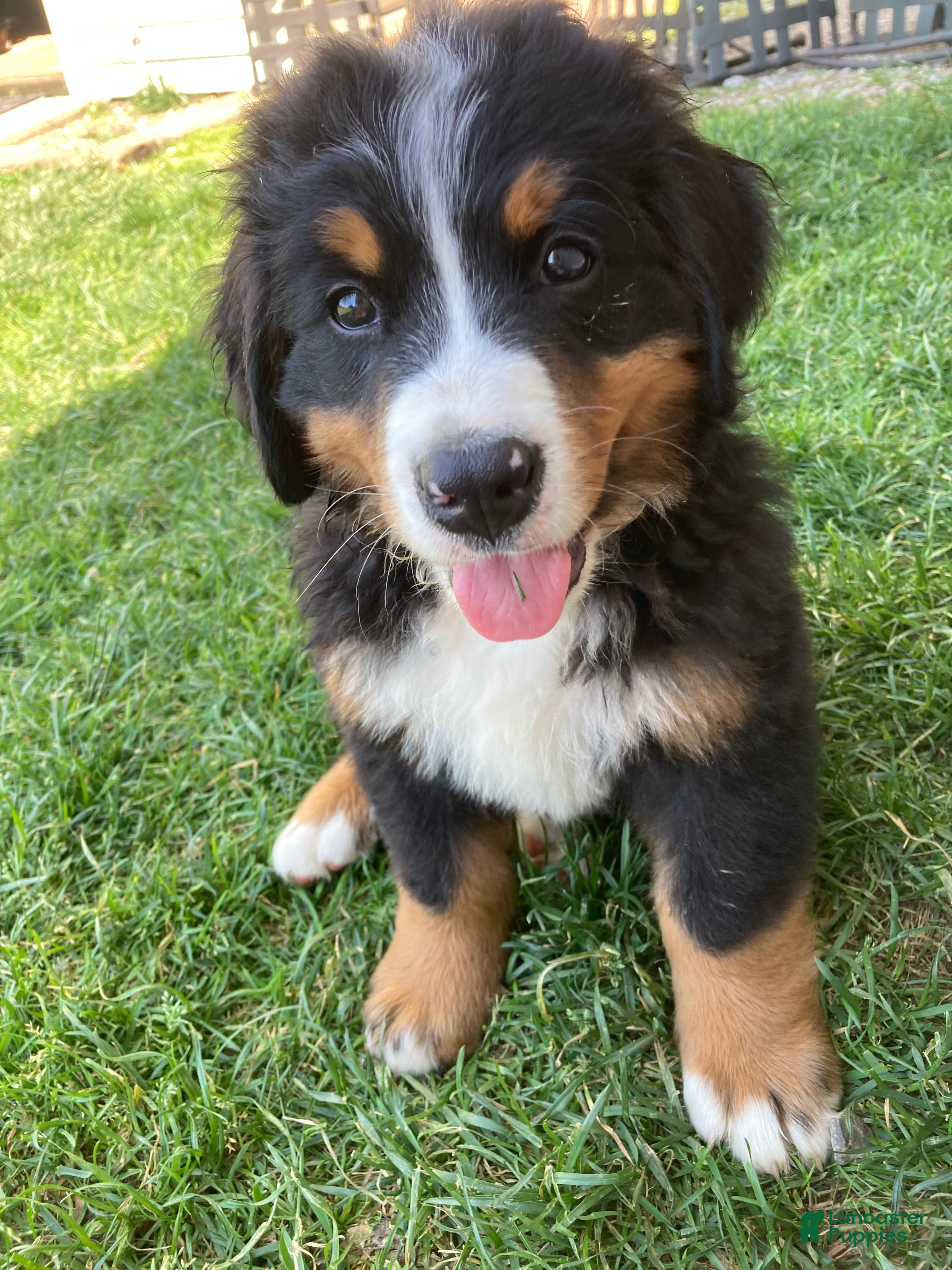 Bernese Mountain Dog dogs Jerry - Ad 2