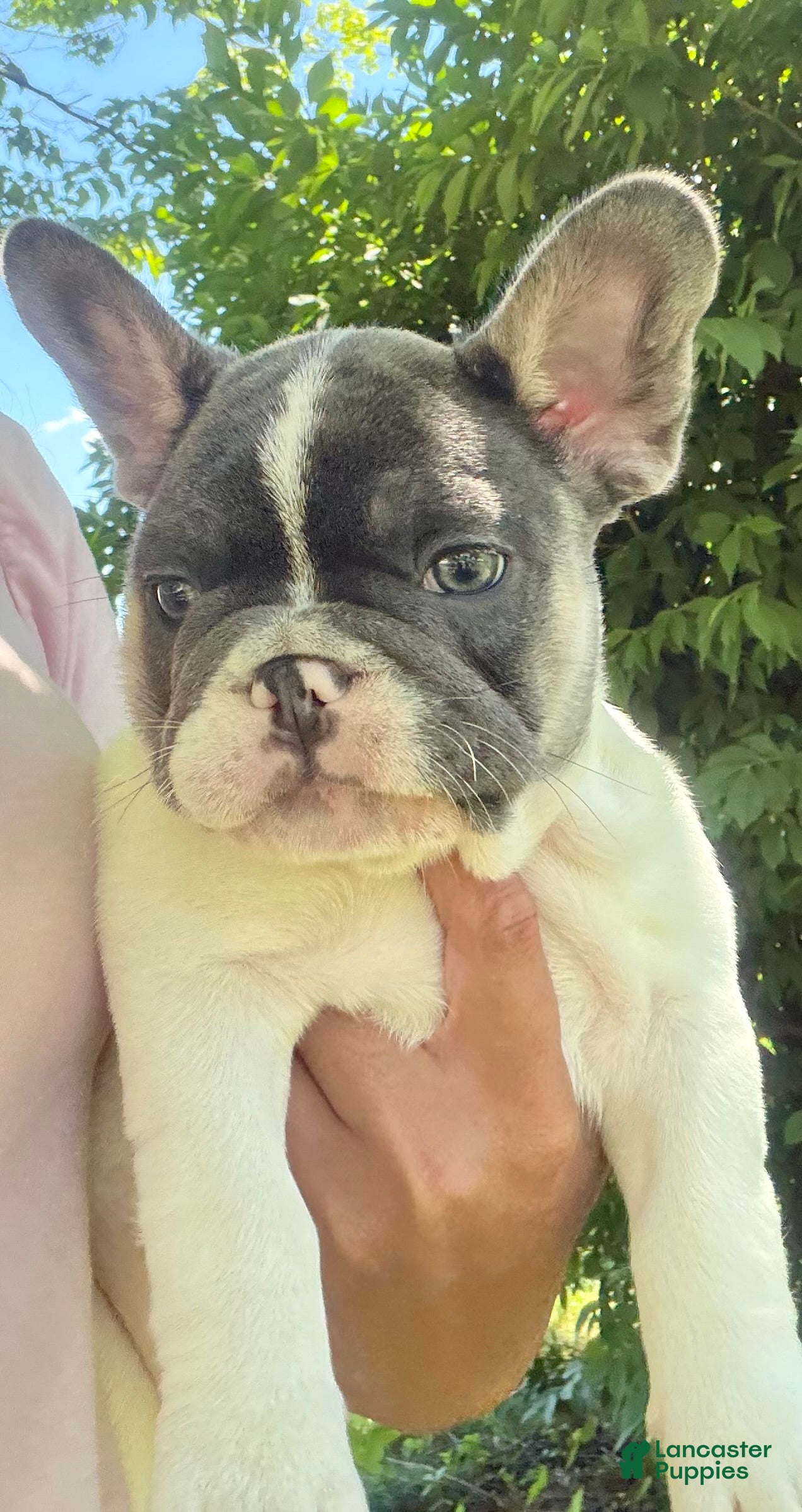 French Bulldog dogs French Bulldog Puppy 2 - Ad 1