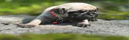 Pug dogs for sale: Moe - Ad 33