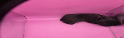 Mixed Breed dogs for sale: Pink - Ad 2