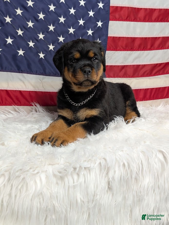 Rottweiler dogs Roxy - Ad 36