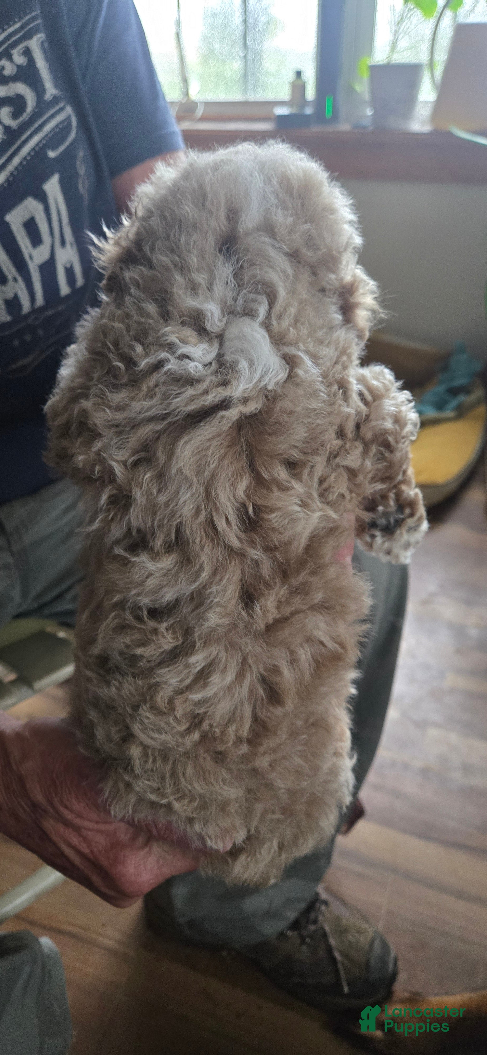 Toy Poodle dogs Leo - Ad 2
