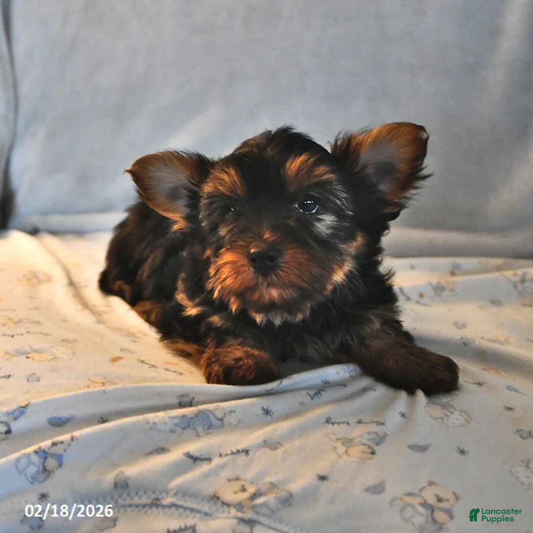 Yorkshire Terrier dogs for sale: Ranger - Ad 3