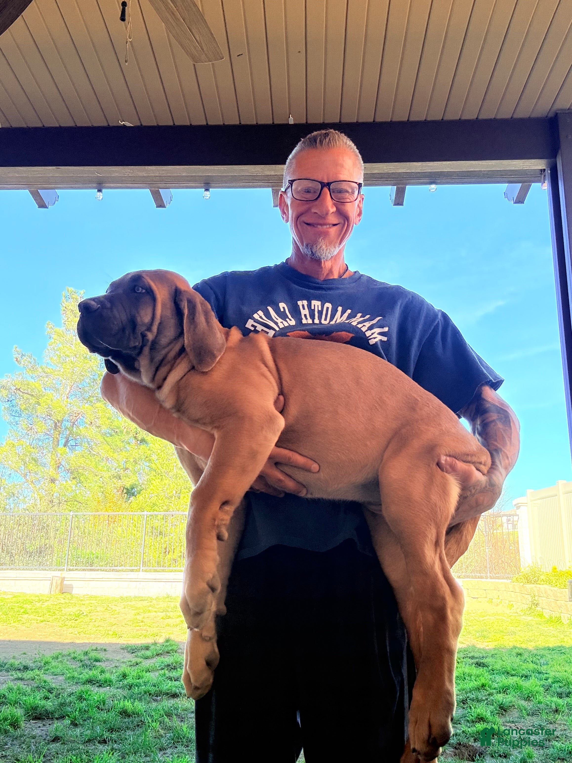 Mixed Breed dogs Mixed Breed Puppy 1 - Ad 2