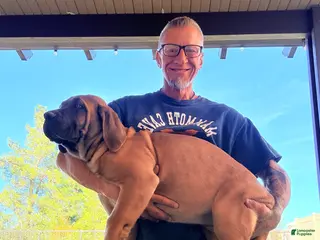 Mixed Breed dogs Mixed Breed Puppy 1 - Ad 2