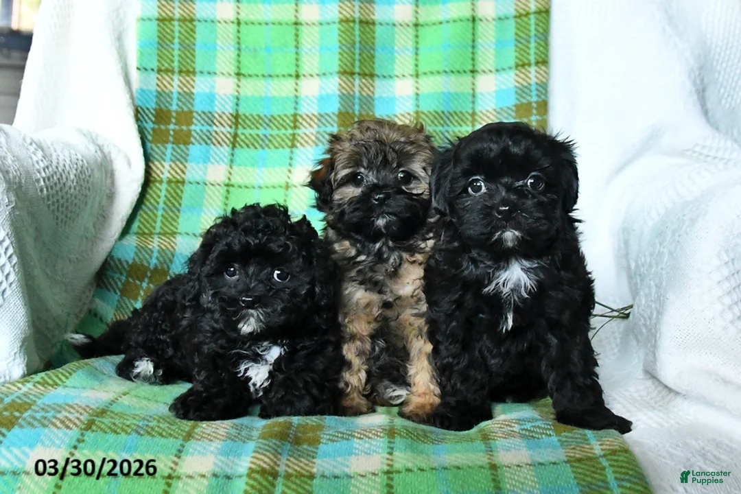 Shihpoo dogs for sale: Tucker - Ad 5
