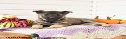 Mixed Breed dogs for sale: Ava  - Ad 3