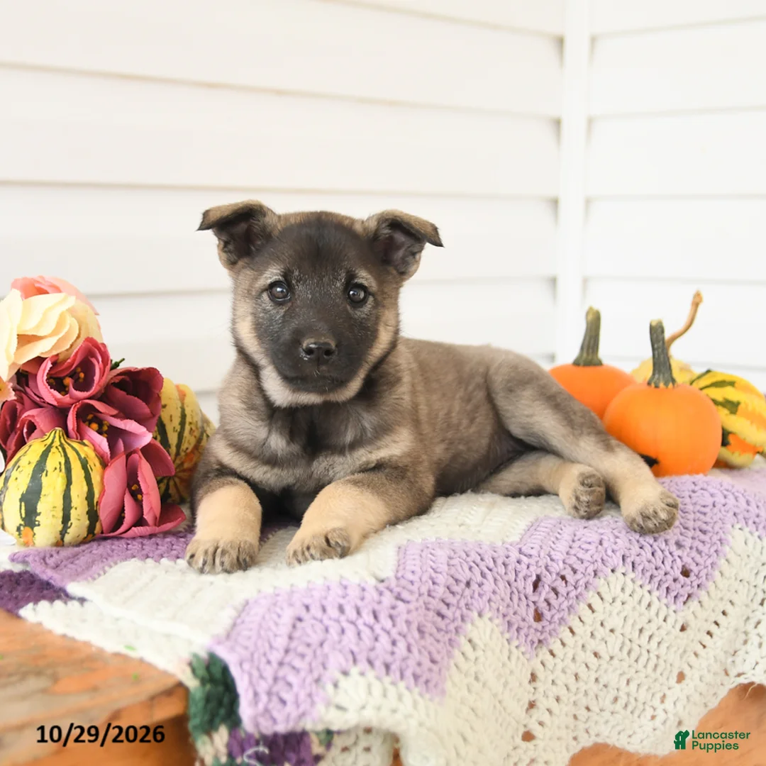 Mixed Breed dogs for sale: Ava  - Ad 3