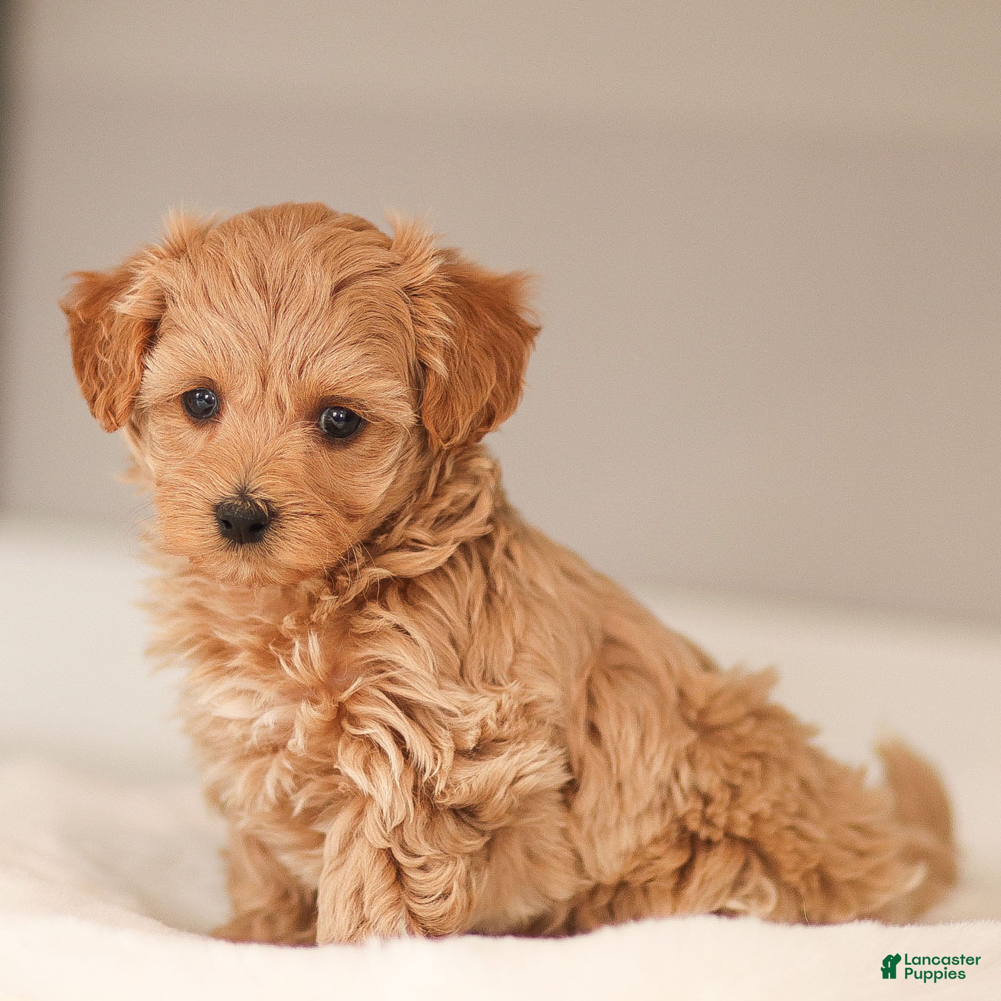 Maltipoo dogs Maltipoo Puppy 2 - Ad 2