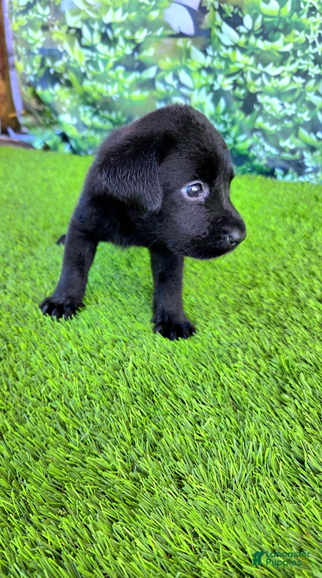 Labrador Retriever dogs for sale: Daisy - Ad 2