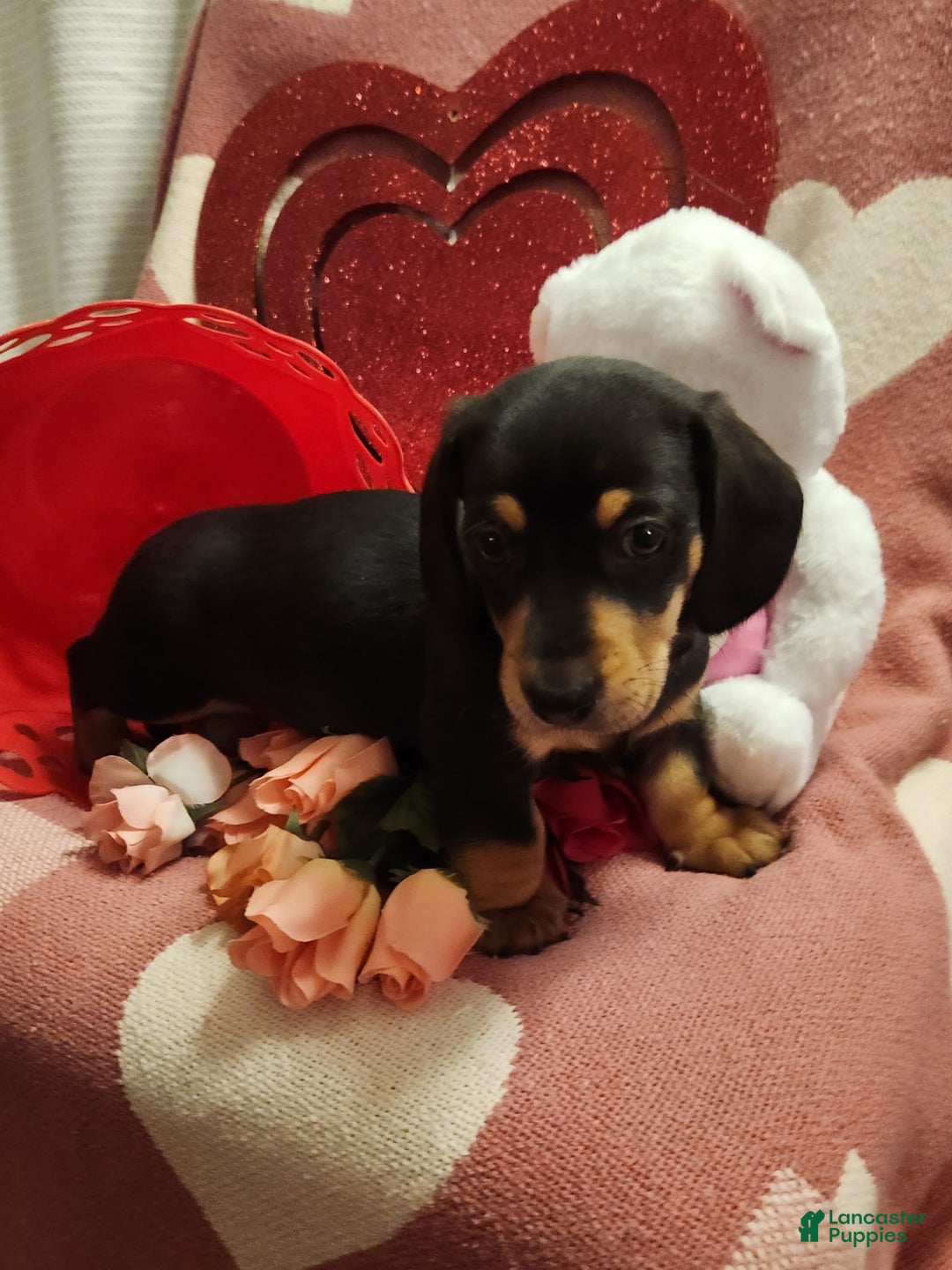 Miniature Dachshund dogs for sale: Miniature Dachshund Puppy 1 - Ad 2