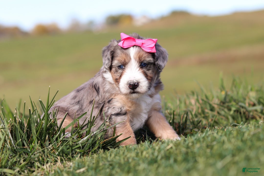 Mini Bernedoodle dogs for sale: Caitlyn - Ad 4