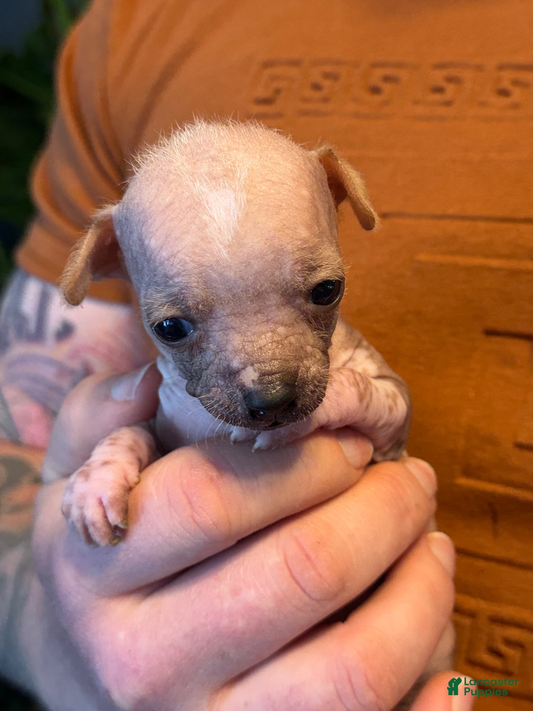 Mixed Breed dogs for sale: Princess  - Ad 10