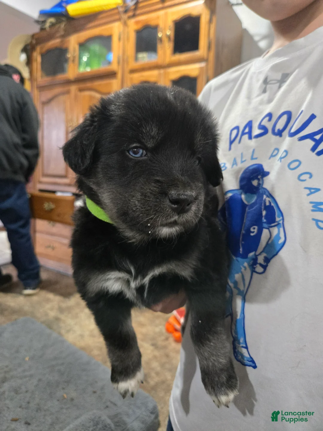 Goberian dogs for sale: Goberian green Puppy 8 - Ad 1