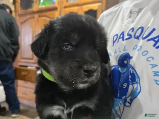 Goberian dogs Goberian green Puppy 8 - Ad 13