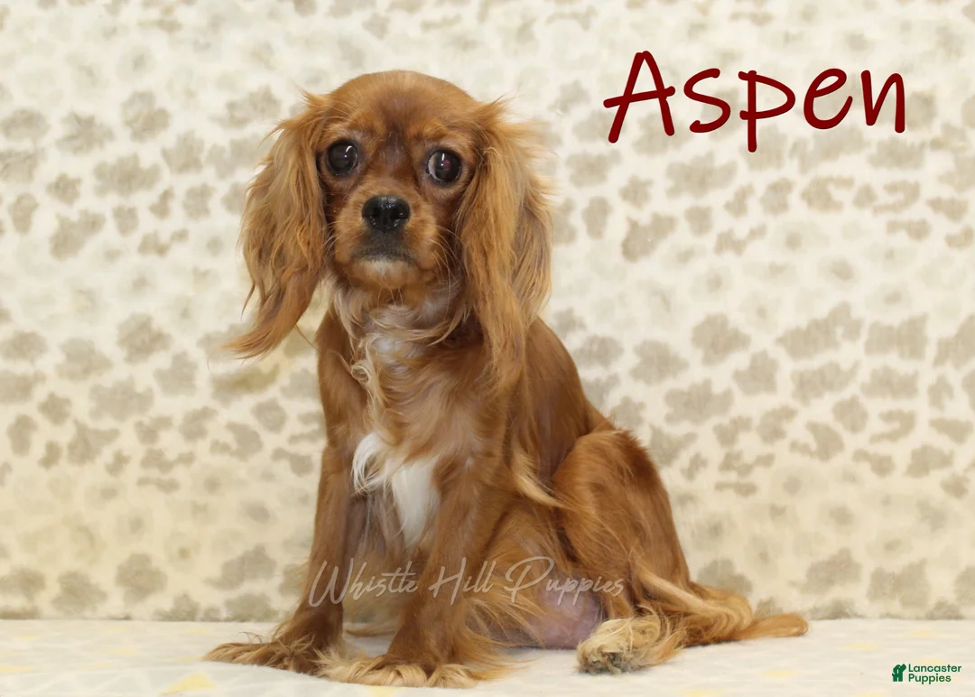 Cavapoo dogs for sale: Sadie - Ad 4