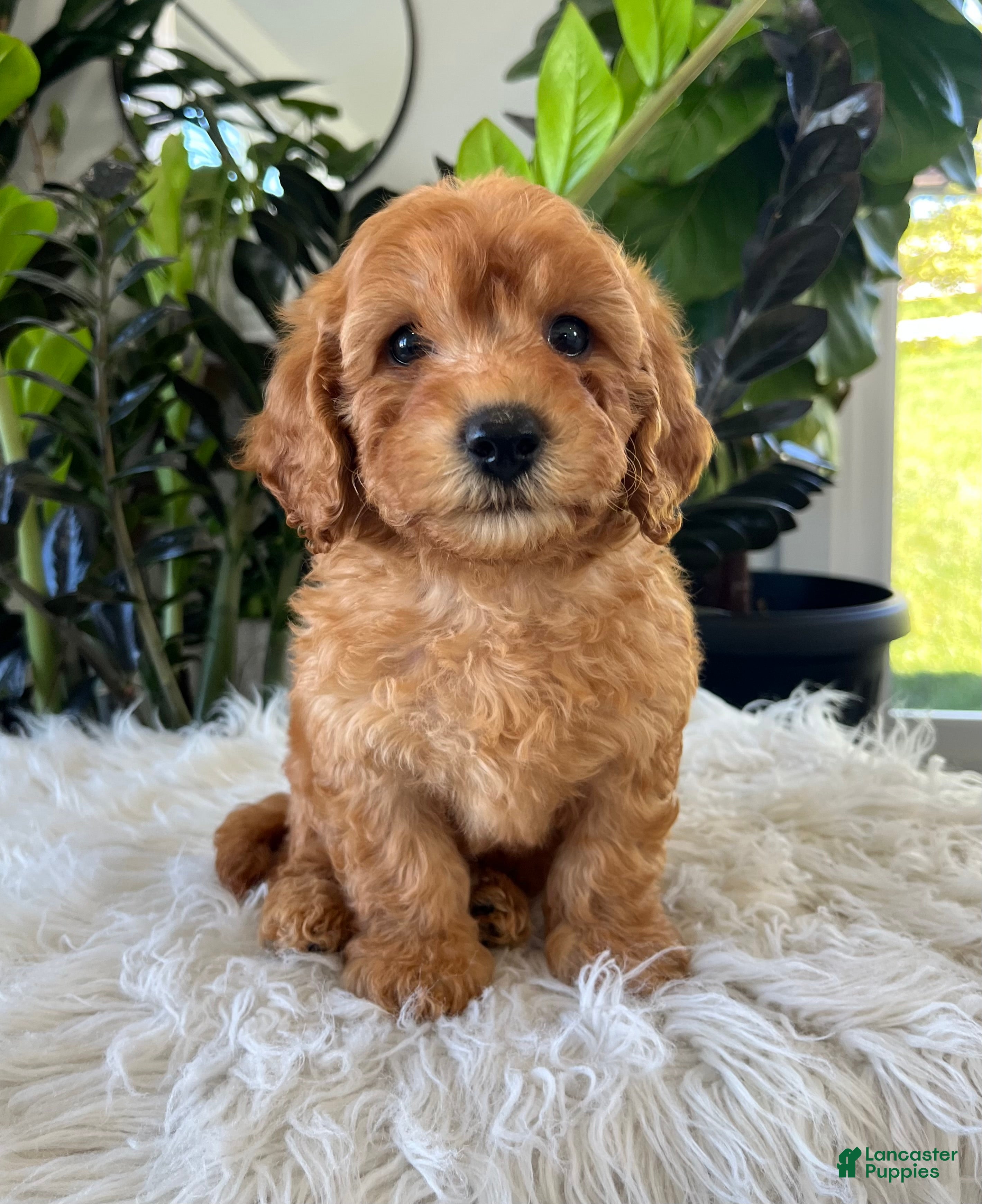 Diego