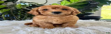 Diego