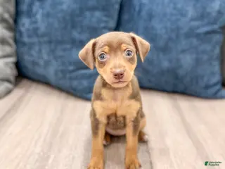 Miniature Pinscher dogs for sale: Sophie - Ad 1
