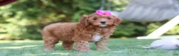 Cavapoo dogs for sale: Sylvie - Ad 5