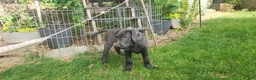Labrador Retriever dogs for sale: Labrador Retriever Aqua - Ad 4
