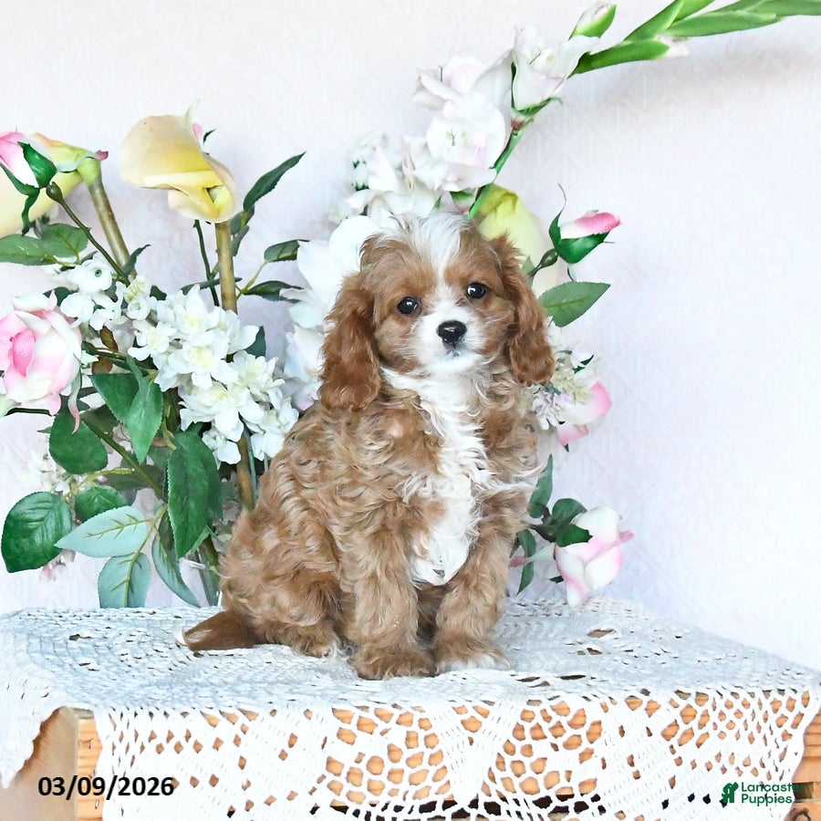 Cavapoo dogs Kathryn - Ad 1