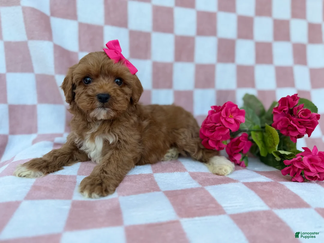Cavapoo dogs for sale: Sophie  - Ad 7
