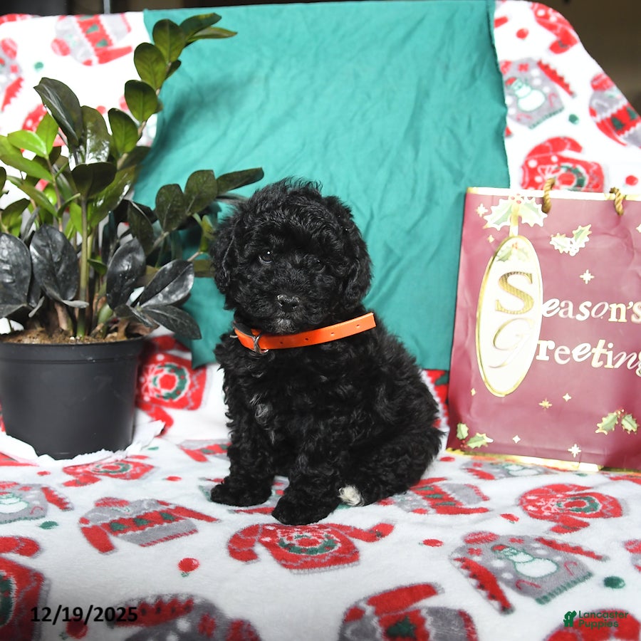 Cavapoo dogs Raven - Ad 4