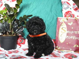 Cavapoo dogs Raven - Ad 4