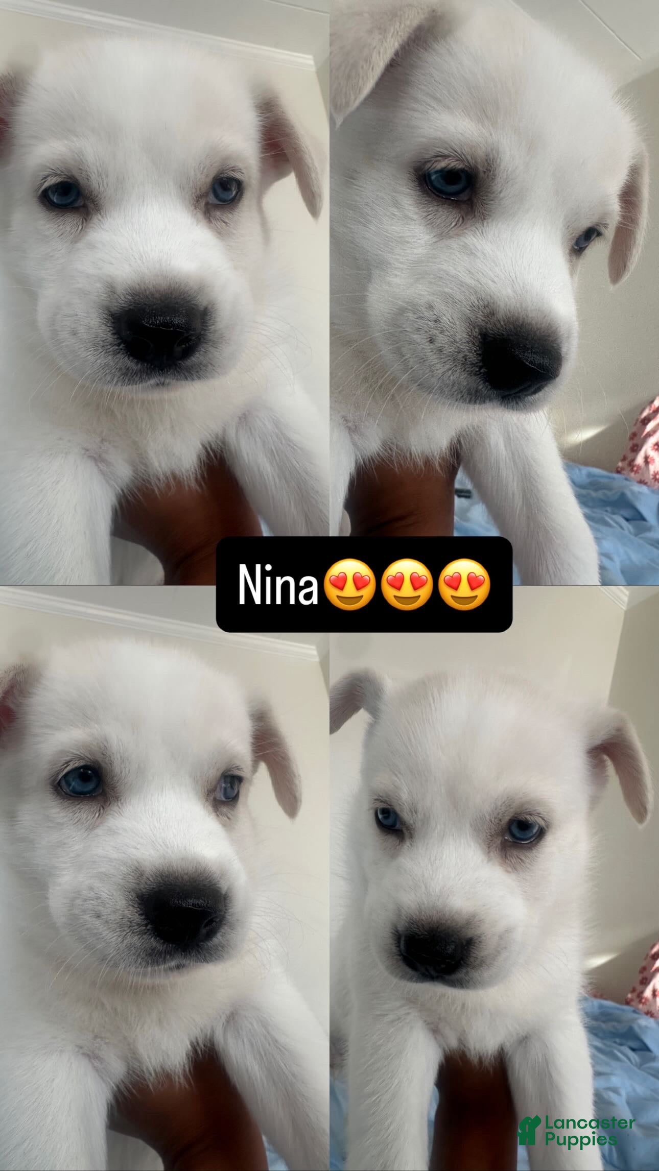 Alaskan Husky dogs Nina - Ad 1