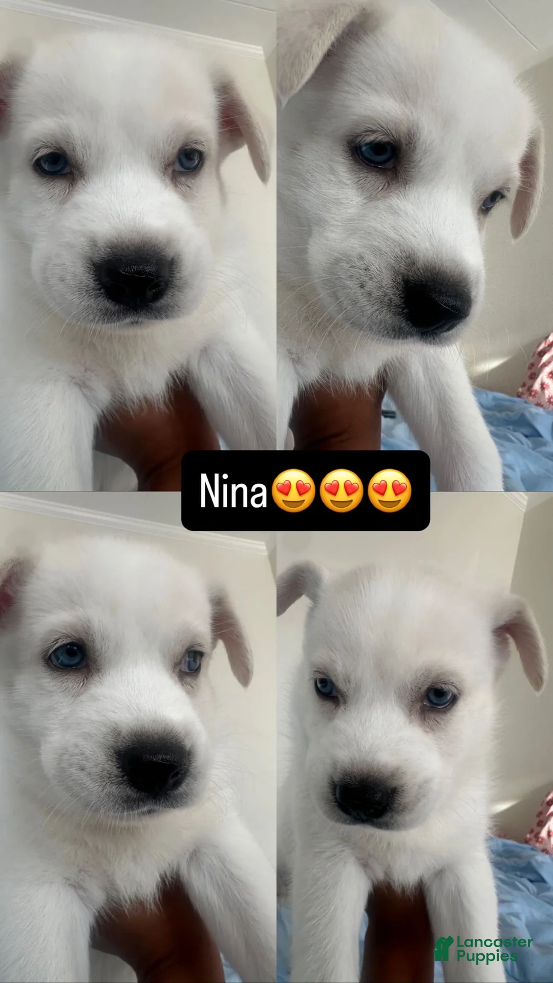 Alaskan Husky dogs for sale: Nina - Ad 1