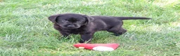 Labrador Retriever dogs for sale: Melvin - Ad 2