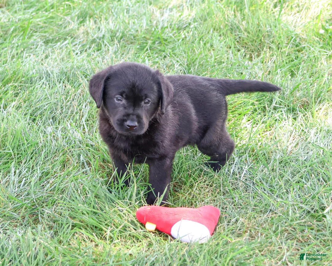 Labrador Retriever dogs for sale: Melvin - Ad 2
