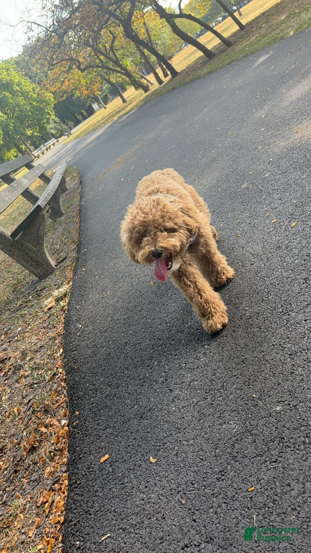 Mixed Breed dogs for sale: Mixed Breed Puppy 1 - Ad 1