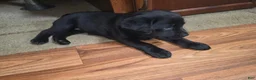 Labrador Retriever dogs for sale: Labrador Retriever 1 - Ad 4