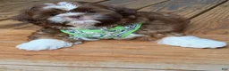 Shih Tzu dogs for sale: Yoshi - Ad 4