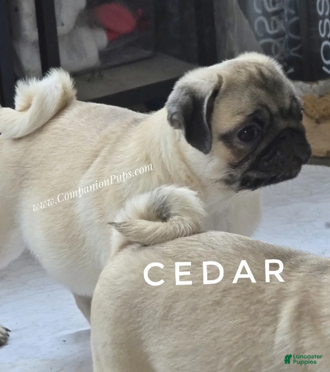 Pug dogs for sale: Cedar - Silver fawn Pug Puppy - Ad 2