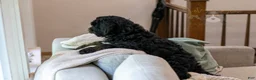 Bernedoodle dogs for sale: Denali - Ready Now! - Ad 22