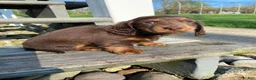 Miniature Dachshund dogs for sale: Ace - Ad 17
