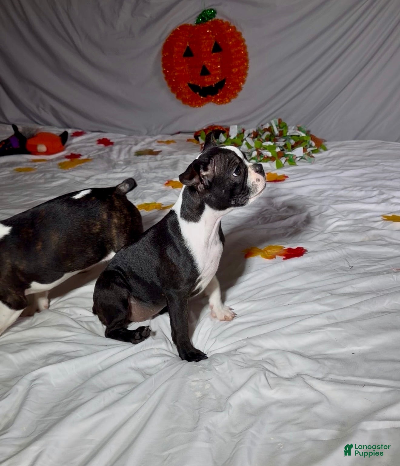 Boston Terrier dogs Suzi - Ad 1