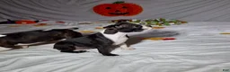 Boston Terrier dogs for sale: Suzi - Ad 1