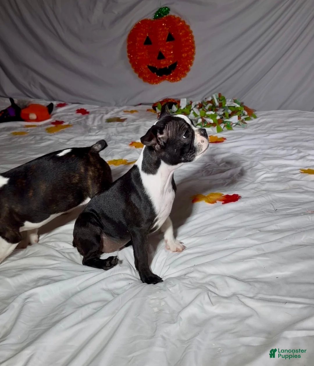 Boston Terrier dogs for sale: Suzi - Ad 1