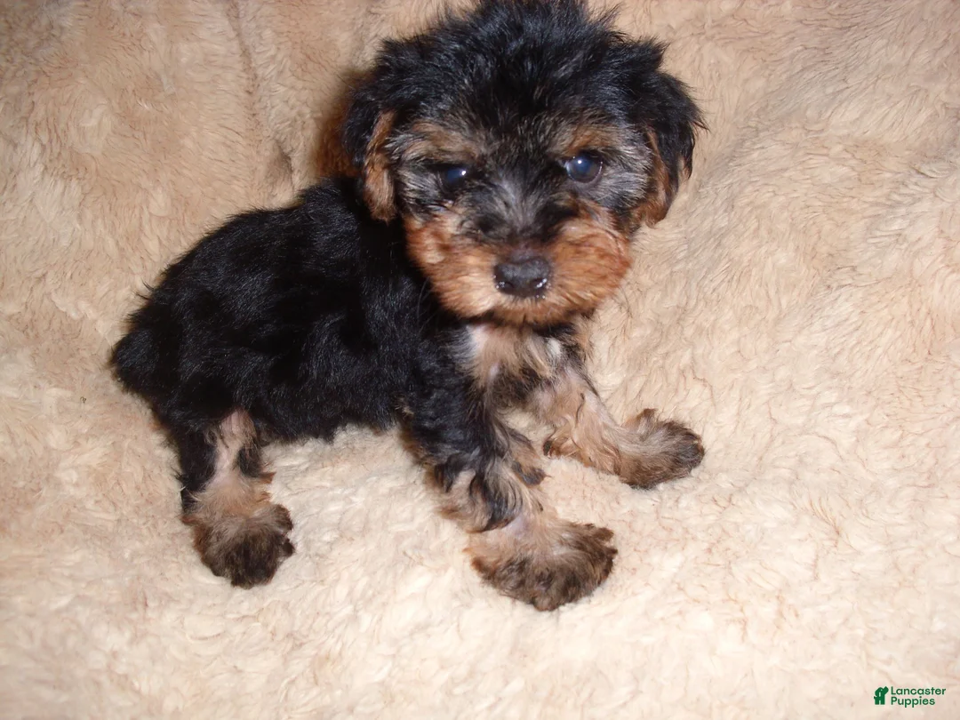 Yorkshire Terrier dogs for sale: Yorkshire Terrier 4 - Ad 5