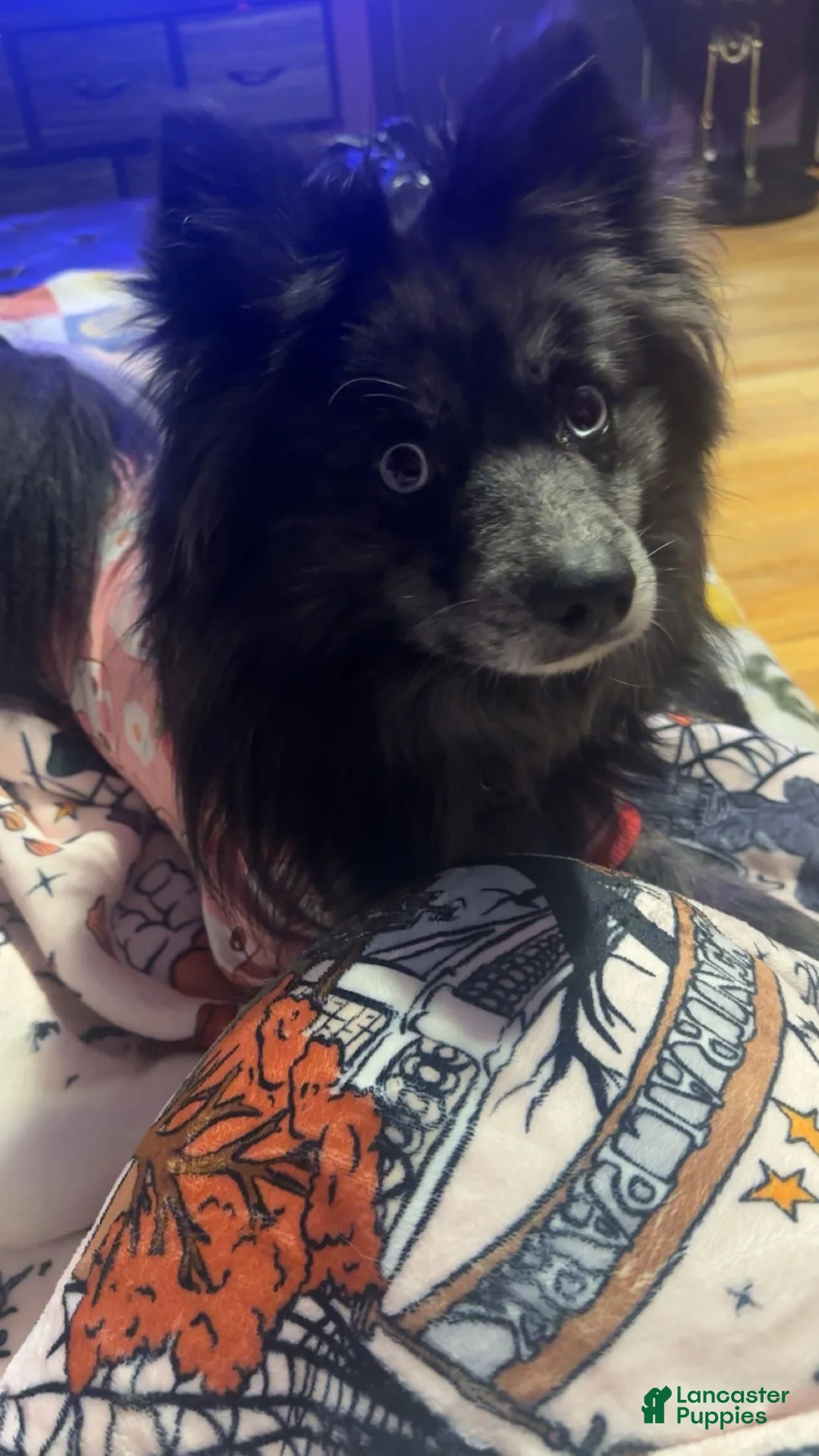 Pomsky dogs for sale: Pomsky 2 - Ad 2