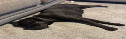 Cane Corso dogs for sale: Cane Corso 2 - Ad 4