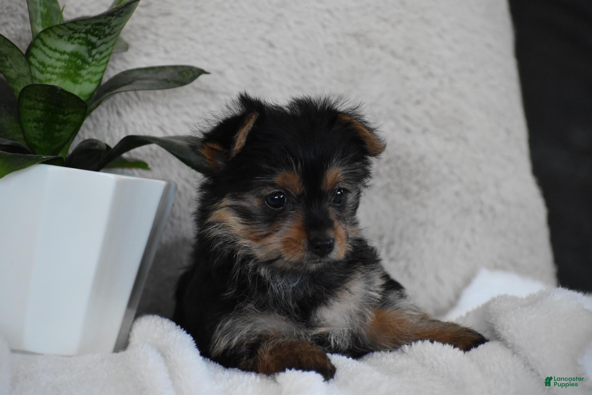 Yorkshire Terrier dogs Olivia - Ad 1
