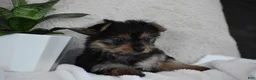 Yorkshire Terrier dogs for sale: Olivia - Ad 1