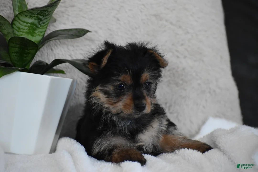 Yorkshire Terrier dogs for sale: Olivia - Ad 1