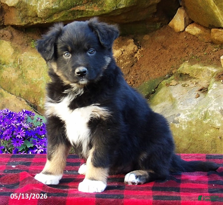 Australian Shepherd dogs Dusty - Ad 1