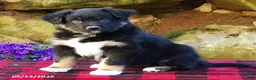Australian Shepherd dogs for sale: Dusty - Ad 1